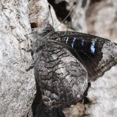 Ogyris olane (Broad-margined Azure) at Mount Majura - 24 Sep 2022 by DavidForrester