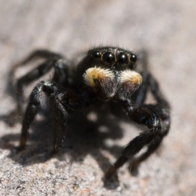 Salticidae sp. 'Golden palps' (Unidentified jumping spider) at Cotter River, ACT - 15 Oct 2022 by patrickcox