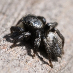 Salticidae sp. 'Golden palps' at Cotter River, ACT - 15 Oct 2022 10:00 AM