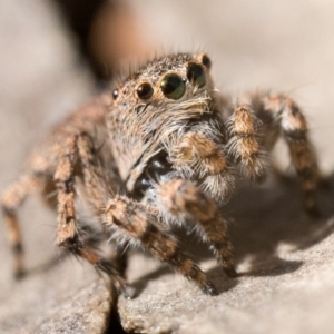 Euophryinae sp. (Rockhopper) undescribed at Cotter River, ACT - 15 Oct 2022