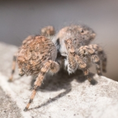 Euophryinae sp. (Rockhopper) undescribed at Cotter River, ACT - 15 Oct 2022