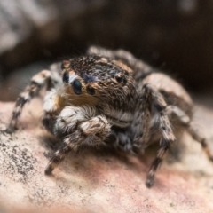 Euophryinae sp. (Rockhopper) undescribed at Cotter River, ACT - 15 Oct 2022