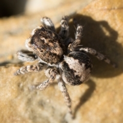 Euophryinae sp. (Rockhopper) undescribed at Cotter River, ACT - 15 Oct 2022