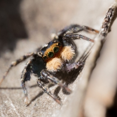 Euophryinae sp.(Undescribed) (subfamily) (A jumping spider) at Cotter River, ACT - 14 Oct 2022 by patrickcox