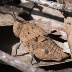 Goniaea australasiae (Gumleaf grasshopper) at Cotter River, ACT - 14 Oct 2022 by patrickcox