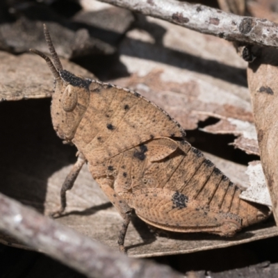 Goniaea australasiae (Gumleaf grasshopper) at Cotter River, ACT - 14 Oct 2022 by patrickcox