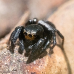 Unidentified at Cotter River, ACT - 15 Oct 2022 by patrickcox