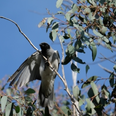 Coracina novaehollandiae (Black-faced Cuckooshrike) at Bruce Ridge to Gossan Hill - 16 Oct 2022 by KaleenBruce