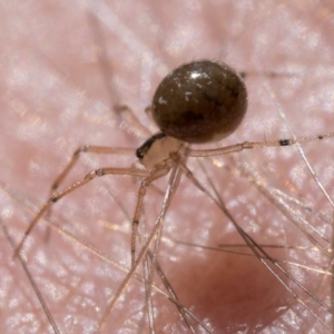 Theridiidae (family) at Cotter River, ACT - 15 Oct 2022