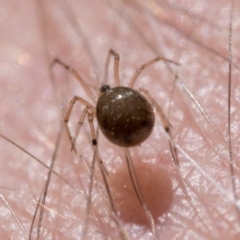 Theridiidae (family) at Cotter River, ACT - 15 Oct 2022 11:00 AM