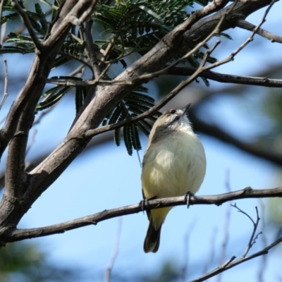 Acanthiza chrysorrhoa (Yellow-rumped Thornbill) at Bruce, ACT - 16 Oct 2022 by KaleenBruce
