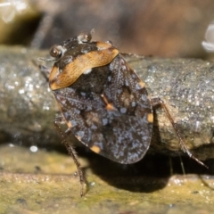 Nerthra sp. (genus) (Toad Bug) at Cotter River, ACT - 15 Oct 2022 by patrickcox