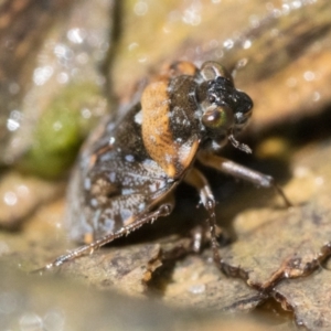 Nerthra sp. (genus) at Cotter River, ACT - 15 Oct 2022 11:00 AM