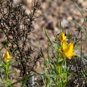 Xerochrysum viscosum at Bruce, ACT - 16 Oct 2022