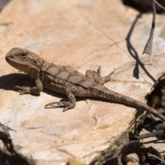 Rankinia diemensis at Cotter River, ACT - 15 Oct 2022