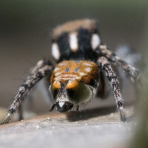 Maratus plumosus at Coree, ACT - 15 Oct 2022