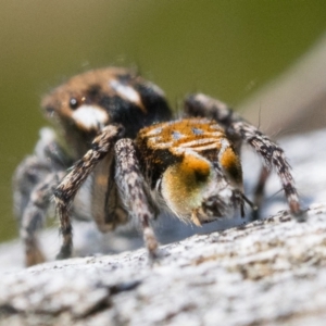 Maratus plumosus at Coree, ACT - 15 Oct 2022 02:00 PM