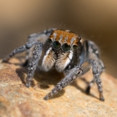 Maratus plumosus at Coree, ACT - 15 Oct 2022 02:00 PM