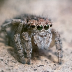 Maratus plumosus at Coree, ACT - 15 Oct 2022 02:00 PM