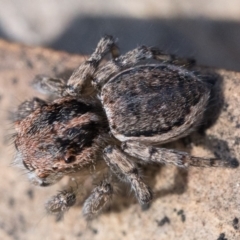 Maratus plumosus at Coree, ACT - 15 Oct 2022 02:00 PM