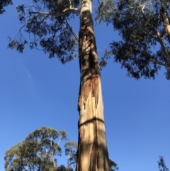 Callocephalon fimbriatum (Gang-gang Cockatoo) at Federal Golf Course - 16 Oct 2022 by WhiteCockatoo