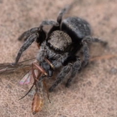 Maratus calcitrans (Kicking peacock spider) at Acton, ACT - 16 Oct 2022 by patrickcox