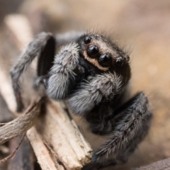 Maratus calcitrans at Acton, ACT - 16 Oct 2022