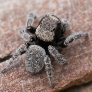 Maratus calcitrans at Acton, ACT - 16 Oct 2022