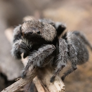 Maratus calcitrans at Acton, ACT - suppressed