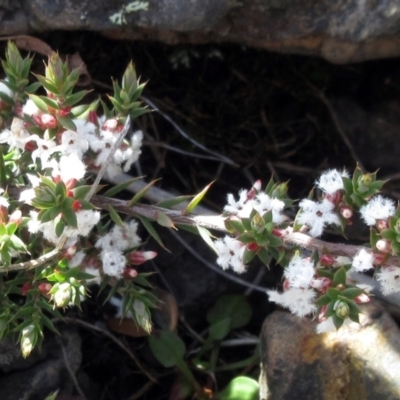 Styphelia attenuata (Small-leaved Beard Heath) at Booth, ACT - 11 Oct 2022 by sangio7