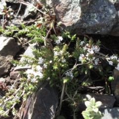 Leucopogon attenuatus at Booth, ACT - 11 Oct 2022