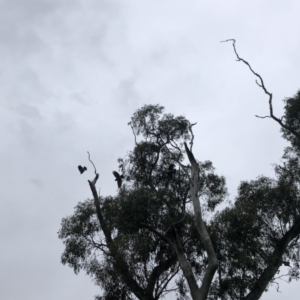 Callocephalon fimbriatum at Garran, ACT - suppressed