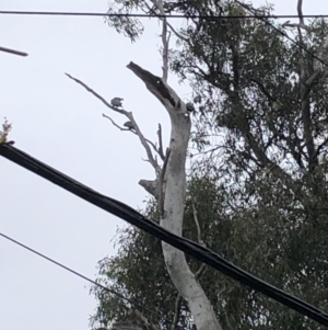 Callocephalon fimbriatum at Garran, ACT - suppressed