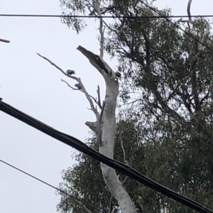 Callocephalon fimbriatum at Garran, ACT - suppressed