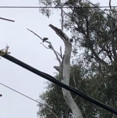 Callocephalon fimbriatum at Garran, ACT - suppressed