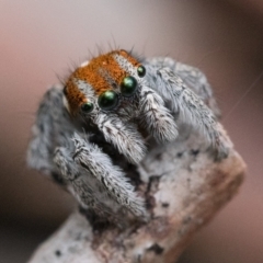 Maratus calcitrans (Kicking peacock spider) at Bruce, ACT - 16 Oct 2022 by patrickcox