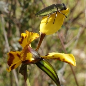 Melobasis propinqua at Stromlo, ACT - 16 Oct 2022 04:19 PM