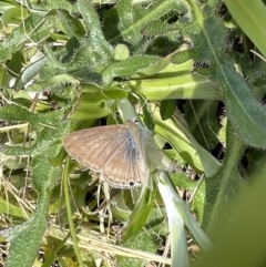 Lampides boeticus at Murrumbateman, NSW - 16 Oct 2022