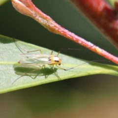 Axarus sp. (genus) (A non-biting midge) at Bonython, ACT - 15 Oct 2022 by RodDeb