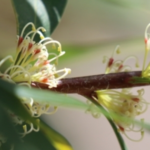 Chironomidae (family) at Bonython, ACT - 15 Oct 2022