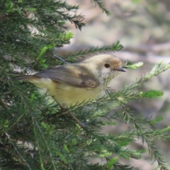 Acanthiza pusilla (Brown Thornbill) at Stranger Pond - 15 Oct 2022 by RodDeb