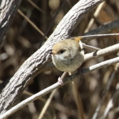 Acanthiza pusilla at Bonython, ACT - 15 Oct 2022 12:10 PM