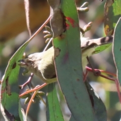 Smicrornis brevirostris (Weebill) at Bonython, ACT - 15 Oct 2022 by RodDeb