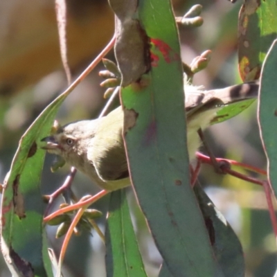 Smicrornis brevirostris (Weebill) at Stranger Pond - 15 Oct 2022 by RodDeb