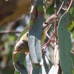 Smicrornis brevirostris at Bonython, ACT - 15 Oct 2022 11:51 AM