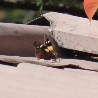 Vanessa itea (Yellow Admiral) at Macarthur, ACT - 15 Oct 2022 by RodDeb