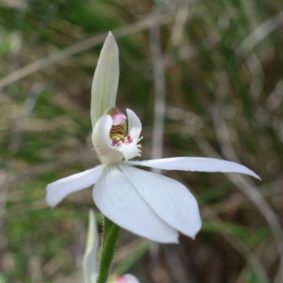 Caladenia carnea (Pink Fingers) at Stromlo, ACT - 16 Oct 2022 by RobG1