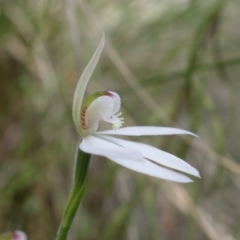 Caladenia carnea at Stromlo, ACT - 16 Oct 2022