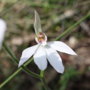 Caladenia carnea at Stromlo, ACT - 16 Oct 2022