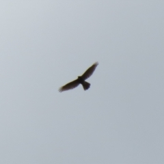 Accipiter fasciatus (Brown Goshawk) at Macarthur, ACT - 15 Oct 2022 by RodDeb